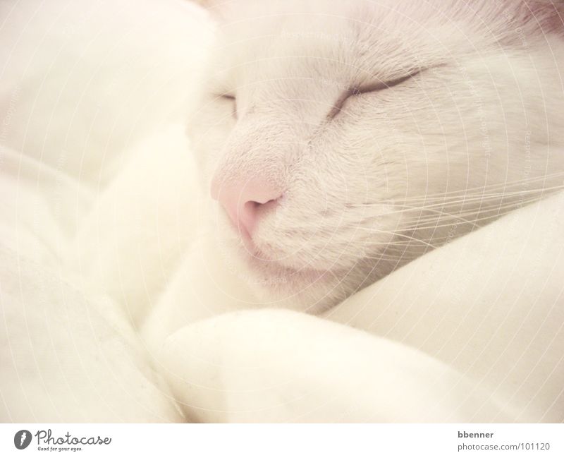 SnowWhite II Katze weiß Kissen schlafen Fell Erholung Säugetier Frieden friedlich Nase