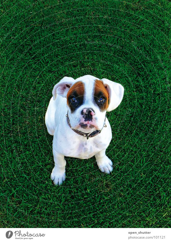 black eyed suzy Tier puppy Boxer dog pet grass cute lawn white dog