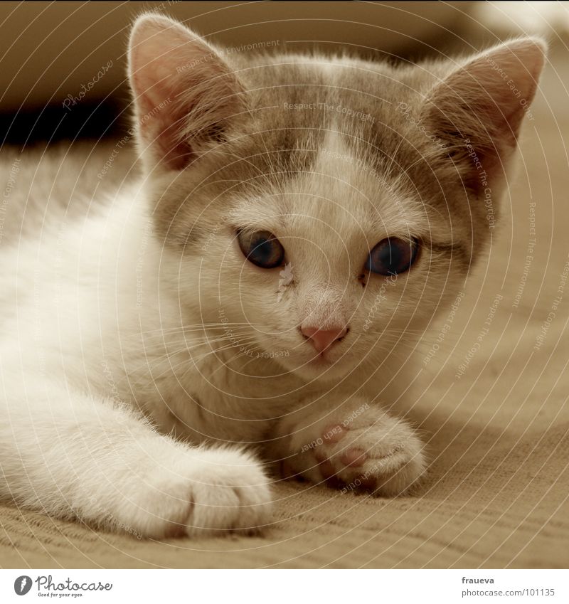 minki Katze Tier Innenaufnahme Schüchternheit Katzenohr Pfote Schnauze kuschlig süß braun weiß Sofa Säugetier cat Farbe Blick Katzenauge
