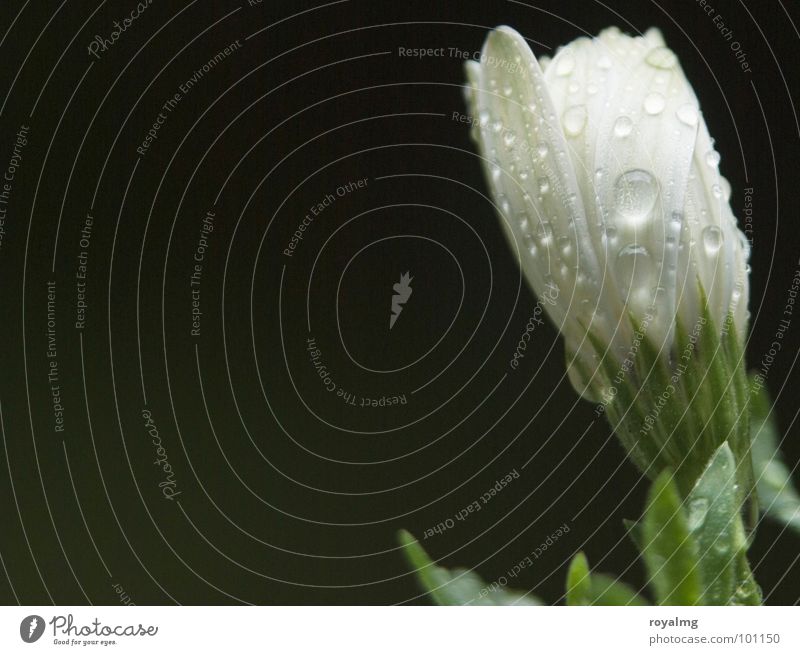 summer rain Regen Blume weiß Frühling Makroaufnahme Nahaufnahme Wassertropfen Strukturen & Formen Blütenknospen Kontrast Natur