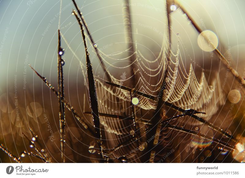 Tröpfchengespinst Gras glänzend Design einzigartig komplex Kunst Leichtigkeit Leistung Netzwerk Symmetrie Spinnennetz Tau Wassertropfen aufgereiht Natur schön
