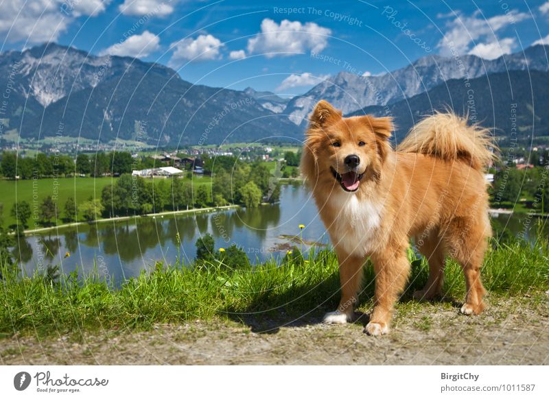 Ritzensee, Saalfelden Natur Landschaft Wasser Himmel Wolken Sommer Schönes Wetter Tier Haustier Hund 1 genießen Blick Ferien & Urlaub & Reisen Farbfoto