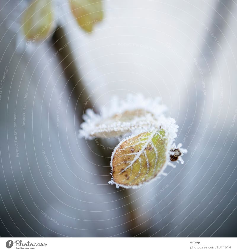 Frost Umwelt Natur Pflanze Winter Eis Blatt kalt weiß Farbfoto Außenaufnahme Nahaufnahme Makroaufnahme Menschenleer Tag Schwache Tiefenschärfe