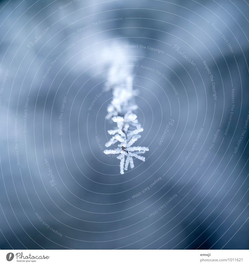 Naturkunst Umwelt Pflanze Winter Eis Frost Schnee Schneefall Blume kalt blau Farbfoto Außenaufnahme Nahaufnahme Detailaufnahme Makroaufnahme Menschenleer