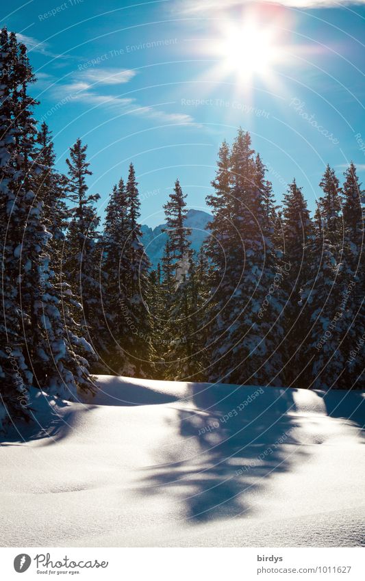 Winter Natur Landschaft Himmel Wolkenloser Himmel Sonne Sonnenlicht Schönes Wetter Schnee Tanne Wald Berge u. Gebirge leuchten ästhetisch Freundlichkeit frisch
