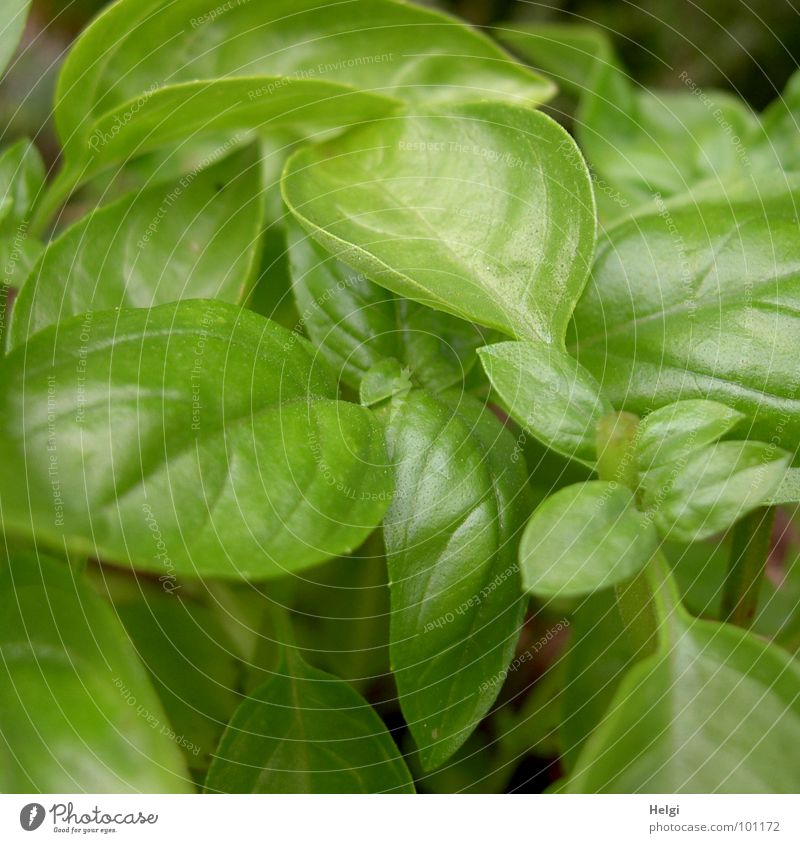 Nahaufnahme einer frischen Basilikum-Pflanze Kräuter & Gewürze Wachstum Stengel Blüte grün glänzend Zusammensein aufeinander nebeneinander Blattgrün