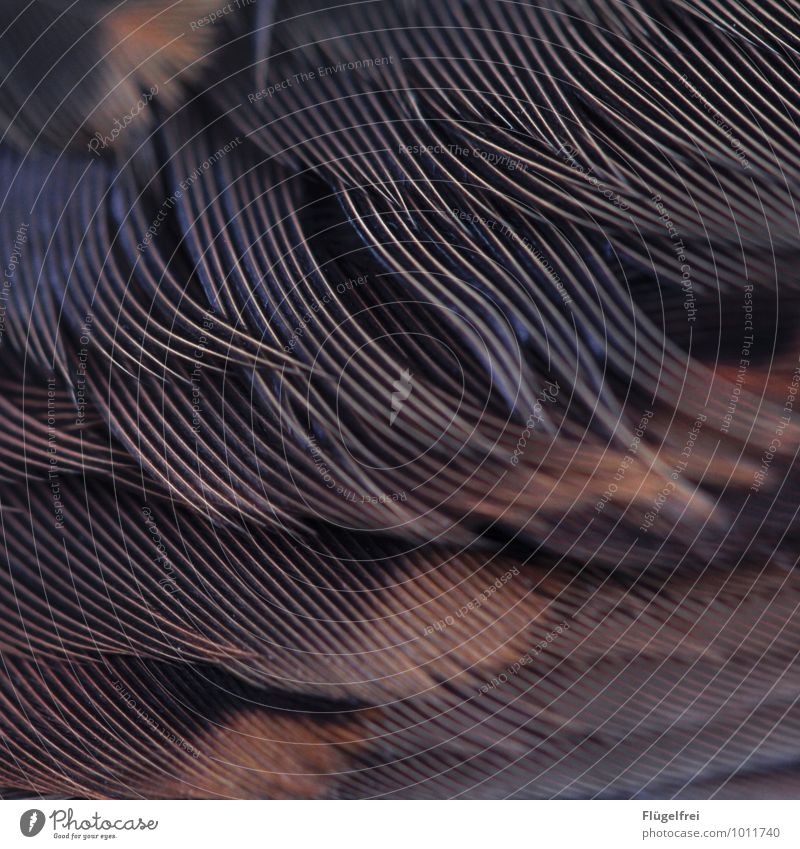 Federn Vogel ästhetisch Strukturen & Formen sanft Muster Streifen rot Drossel abstrakt Tier fliegen Schutz weich Linie Farbfoto Gedeckte Farben Makroaufnahme