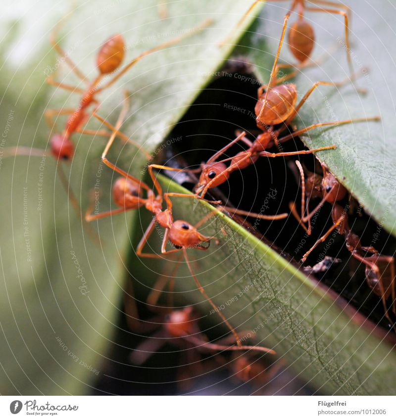 Gemeinsam Schwarm hängen Klettern Ameise Sri Lanka Baum Blatt Insekt beißen rot gefährlich Nest Ameisenhügel Beine Körper stark Kraft viele Farbfoto