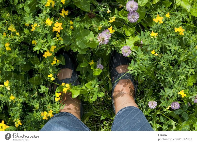 Ich freu mich drauf! Ausflug Sommer Frau Erwachsene Beine 1 Mensch 45-60 Jahre Sonnenlicht Blumenwiese Klee Jeanshose Schuhe stehen schön Warmherzigkeit Freude