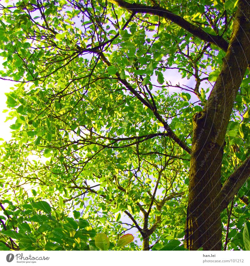 Unter dem Baum Sommer Blatt Park Wald braun grün Baumkrone Bäumli Ast Blättermeer kein Himmel Wagenschwend voll fett Farbfoto Tag