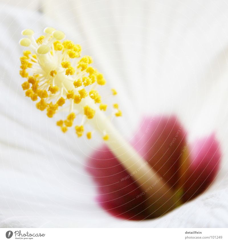 hibi Blume Blüte gelb weiß Hibiscus Blütenstiel lina Pollen Farbfoto Nahaufnahme Detailaufnahme Makroaufnahme Menschenleer