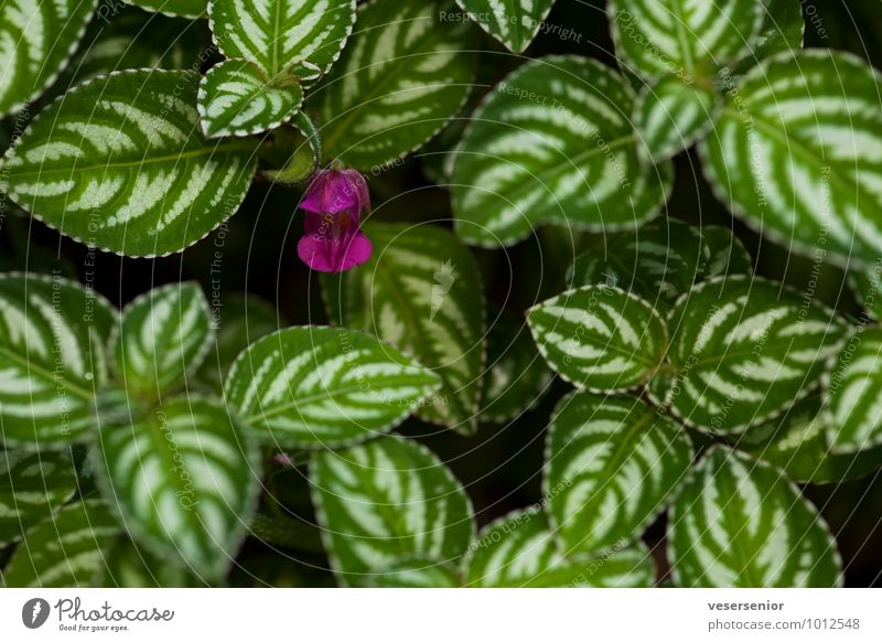 assam Pflanze balsaminaceae impatiens marianae grün violett Farbe Farbfoto Außenaufnahme Nahaufnahme Menschenleer Tag Schwache Tiefenschärfe