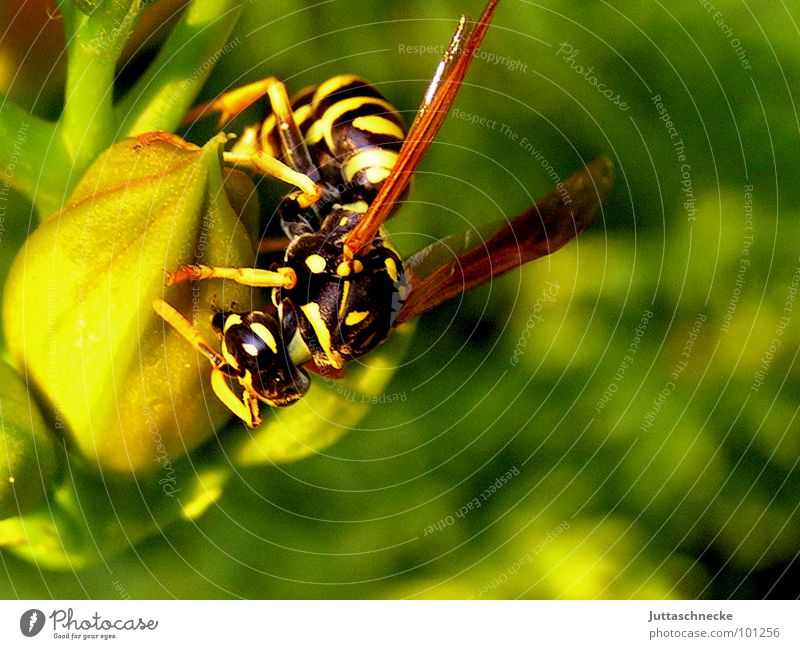 Fast Food? Wespen Insekt stechen gefährlich gelb schwarz Natur Makroaufnahme Sommer Blume Blüte grün krabbeln Panik Angst Nahaufnahme wasp wasps insect insects