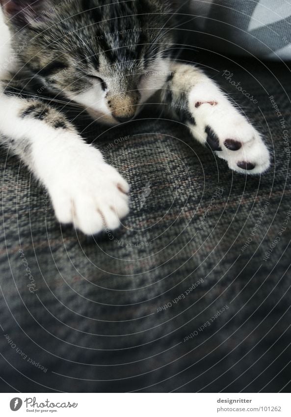 Lotta bei 30° C Katze Müdigkeit Erschöpfung schlafen Pfote Krallen Physik heiß niedlich süß klein Säugetier flau fertig Wärme