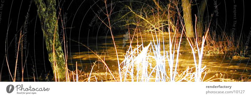 Leuchtgras Gras Sträucher Baum Nacht Licht Natur Fluss Pflanze Wasser
