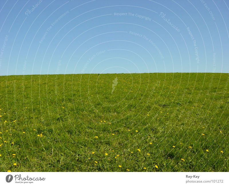 Am Rande des Horizonts Wiese Gras grün schön Himmel Natur Landschaft blau