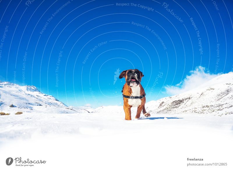 Hund im Schnee Natur Landschaft Himmel Wolken Winter Schönes Wetter Alpen Berge u. Gebirge Schneebedeckte Gipfel Tier Haustier 1 rennen wandern sportlich