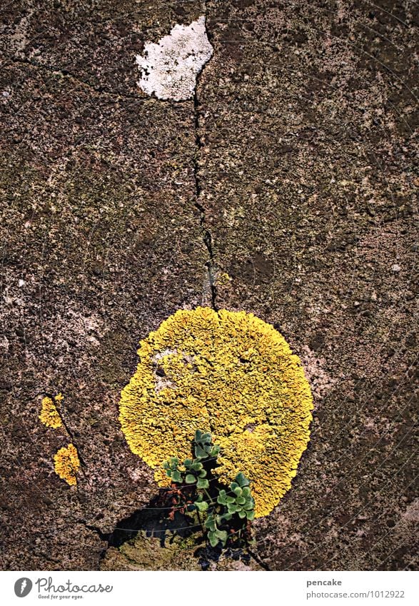 sonne, mond und steine Natur Landschaft Pflanze Urelemente Moos Mauer Wand Zeichen Diät beobachten heiß kalt natürlich gelb weiß Inspiration Stimmung Weltall