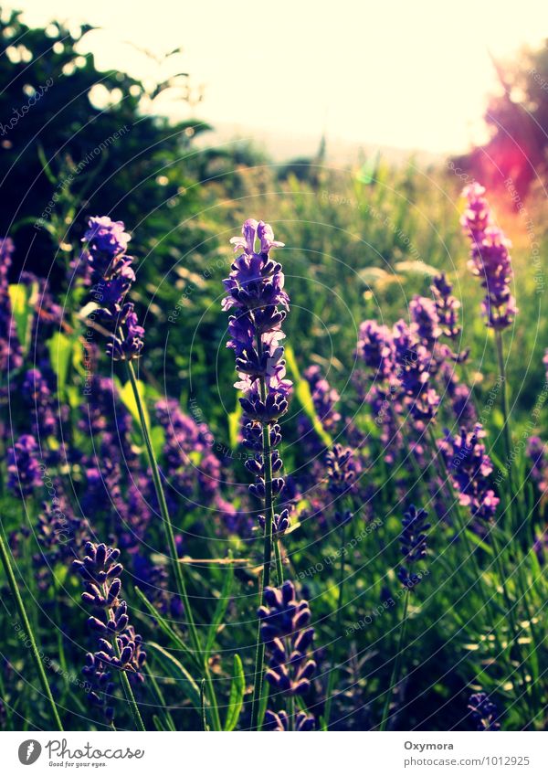 Sommer Natur Pflanze Blume Lavendel Garten Wiese beobachten Blühend Duft grün violett ruhig nachhaltig Zufriedenheit Farbfoto Außenaufnahme Tag Sonnenlicht