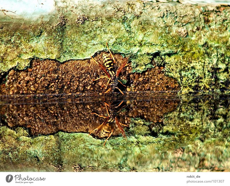 Prost Teich Wespen Spiegel Reflexion & Spiegelung Halt gelb schwarz Wand Oberfläche grün Insekt Durstlöscher Wasser Geschwindigkeit Flügel Glätte