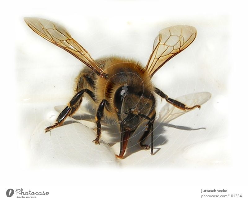 Kuschel Biene Insekt kuschlig weich Makroaufnahme stechen durstig heiß Sommer Honig süß herzlich trinken Rüssel Angst Panik bee bees insect insects fluffy
