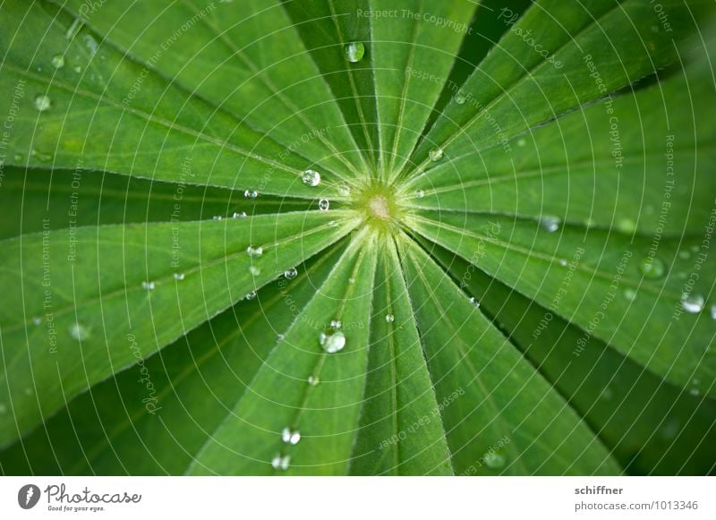 Strahlstern Pflanze Wasser Wassertropfen Sträucher Blatt Grünpflanze grün Tropfen Blattgrün Blattadern Pflanzenteile strahlenförmig zentral Mitte Außenaufnahme