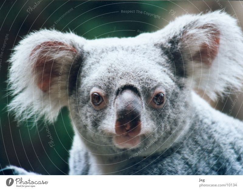 Koala Tier