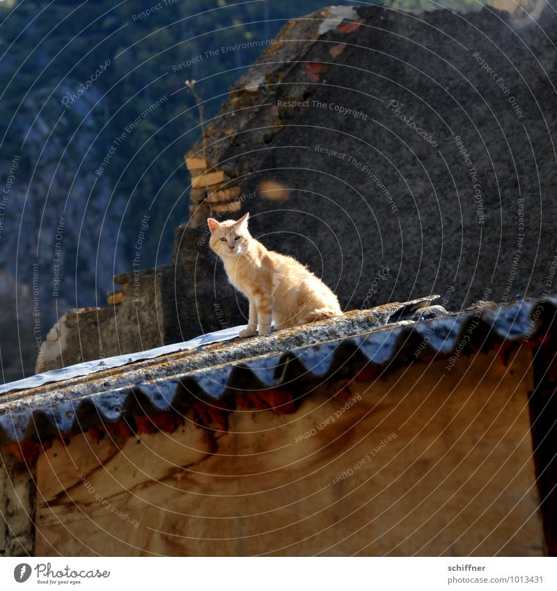 Die Katze auf dem heißen Blechdach Dach Tier 1 Blick sitzen Haustier Romantik Wellblech Wellblechhütte Hütte Pyrenäen Außenaufnahme Menschenleer
