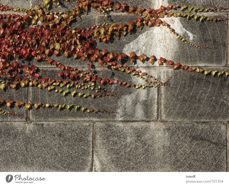 ausbreitung Wand Bremen Beton Pflanze Gegenteil Außenaufnahme grau rot verfallen Stein Natur