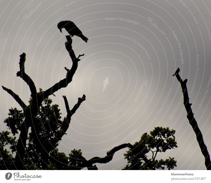 Die beiden Baumwächter Vogel Krähe schwarz weiß grau dunkel trüb verwaschen Blatt Wolken Rabenvögel ruhig Unendlichkeit Leben Nacht Trauer Vergänglichkeit