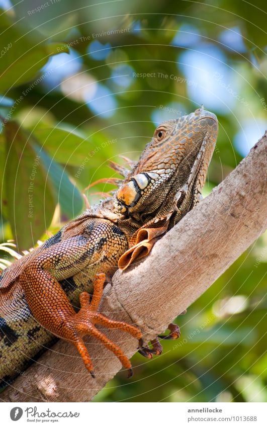 Iguana Ferien & Urlaub & Reisen Abenteuer Sommerurlaub Umwelt Natur Tier Schönes Wetter Ast Mangrove Wald Urwald Karibik Wildtier Leguane Grüner Leguan Reptil 1
