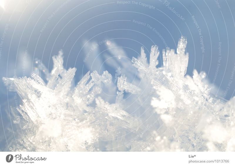 Eiskristalle II Winter Frost Schnee kalt blau weiß Schneekristall gefroren Winterstimmung Wachstum Kristallstrukturen glänzend Schwache Tiefenschärfe