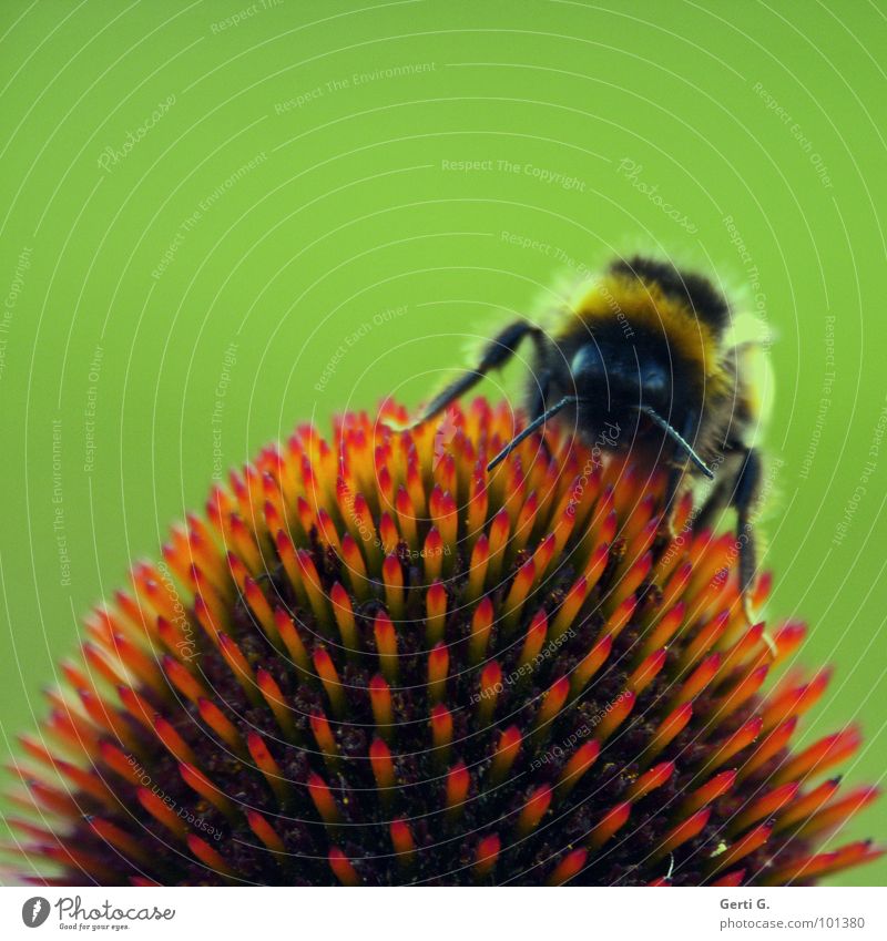 prickly ² Hummel Biene Insekt Imker mehrfarbig grün stachelig Blüte rot gestreift Fühler Beine kuschlig gefährlich stechen Blume Wagenräder Blütenblatt abstrakt
