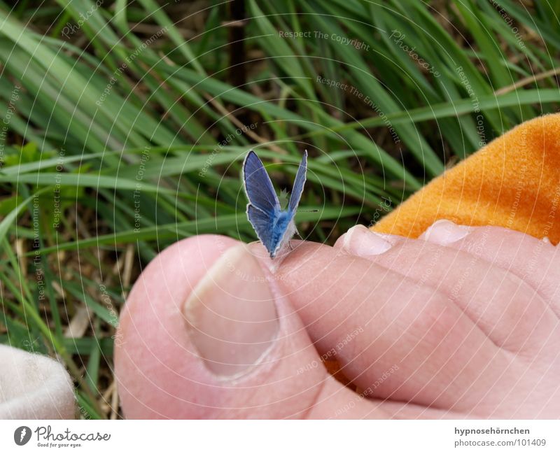 Hmmm, gar nicht kitzlich? Schmetterling Zehen Gras grün Fuß blau Natur orange Barfuß