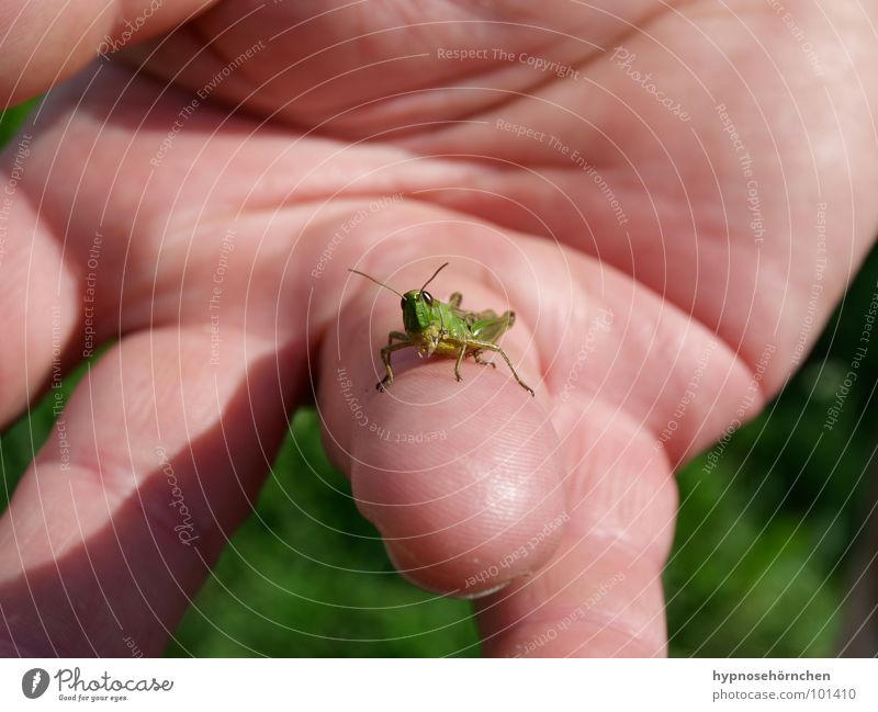 Gucke einer schau! Heuschrecke grün Insekt Hand Finger Heimchen Natur