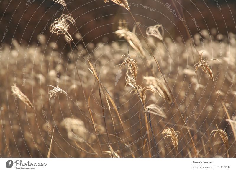 Gräser unter afrikanischer Sonne Gras Schilfrohr Afrika braun beige Getreide Reflektion Seil