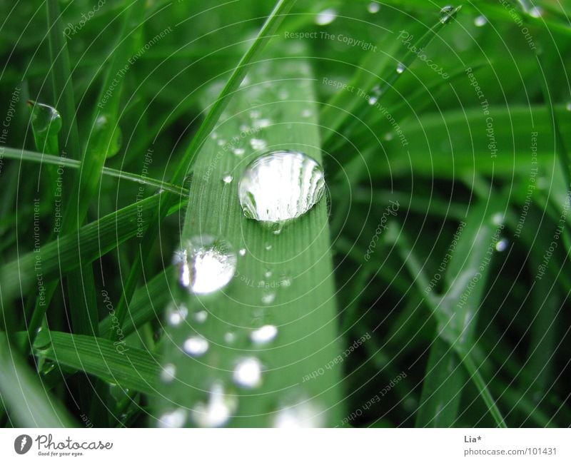 Perlenbesetzt Gras nass grün Wiese Wassertropfen Regen Reflexion & Spiegelung Erholung ruhig Makroaufnahme Nahaufnahme perlenbesetzt Natur Planze