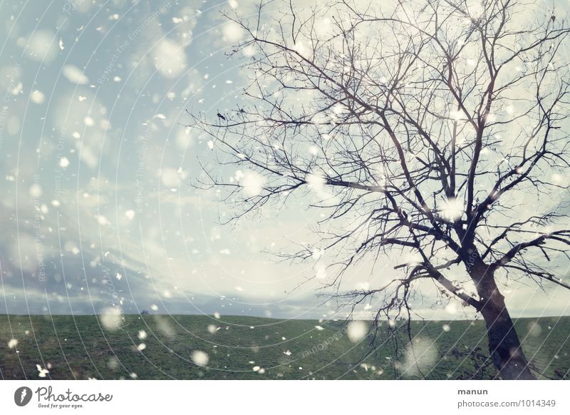wann wird's mal wieder... Natur Landschaft Winter Wetter Wind Eis Frost Schneefall Baum Wiese Feld Schneeflocke kalt natürlich Farbfoto Gedeckte Farben