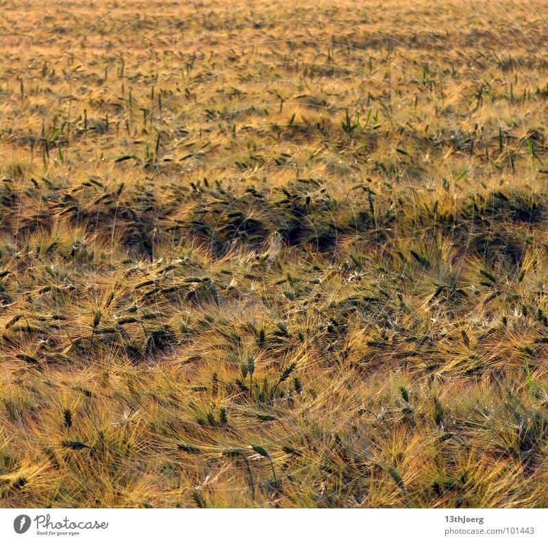 Erntehorizont gelb Ähren Landwirtschaft Feld Sachsen Sommer durcheinander Horizont Lebensmittel Getreide Gras Wind Pflanze Amerika Ernährung