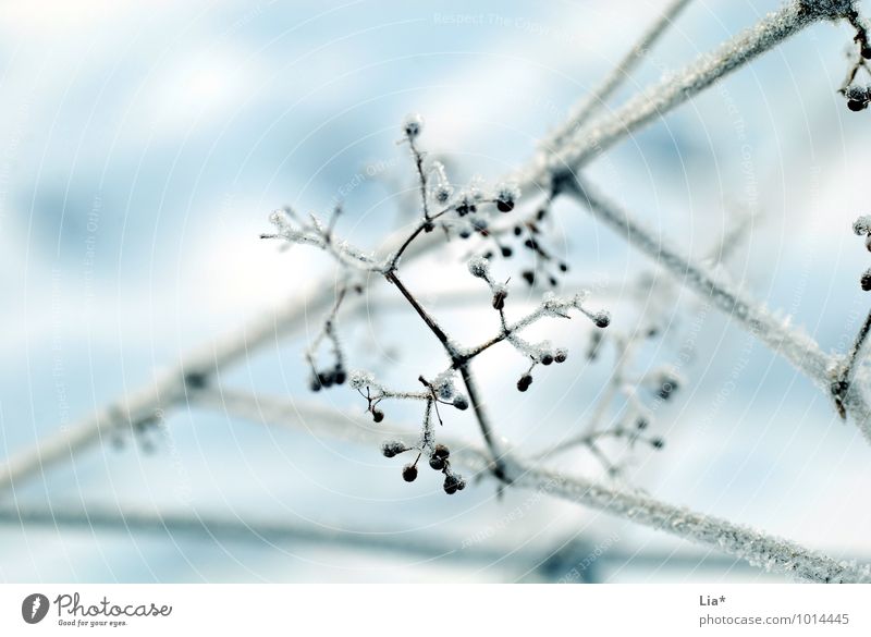 gefrorene Zweige Natur Eis Frost Sträucher frieren kalt weiß Winterstimmung Eiskristall Detailaufnahme Textfreiraum oben eingefroren frostig