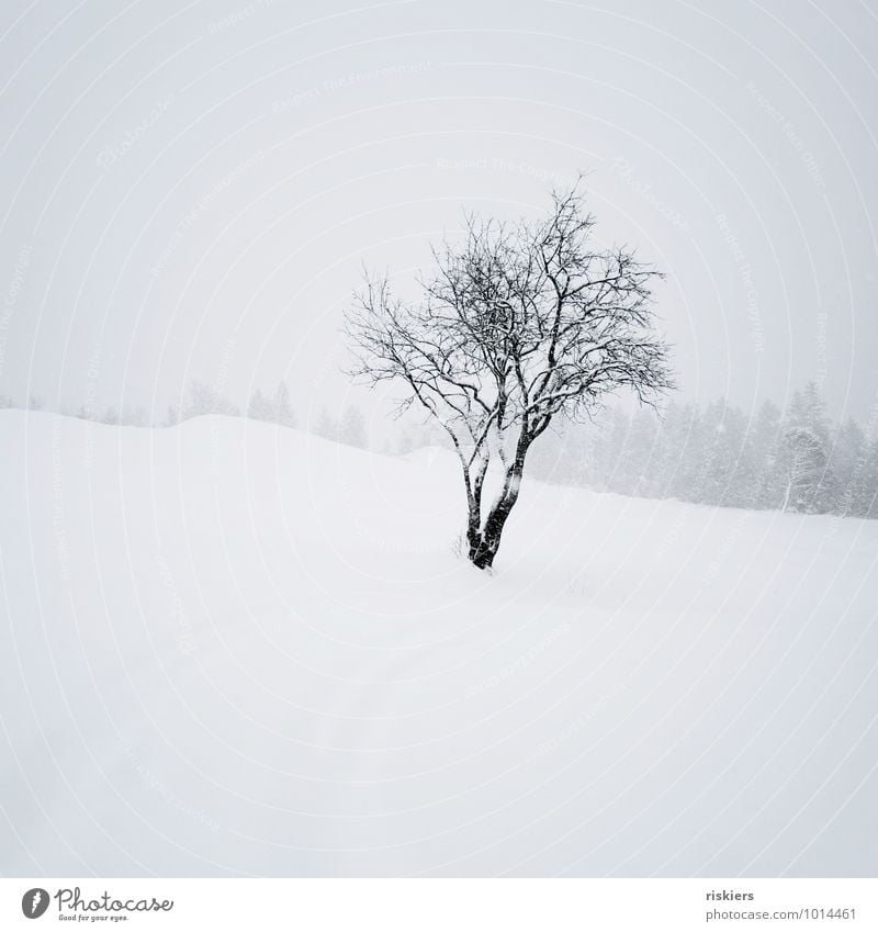 Schneegestöber Umwelt Natur Landschaft Winter Wetter Schneefall Baum ästhetisch schwarz weiß Gefühle Stimmung Kraft ruhig Einsamkeit kalt Farbfoto