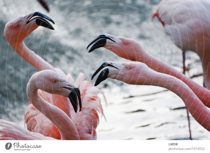 2 gegen 2 Tier Wildtier Vogel Flamingo Zoo 4 Tiergruppe rosa Neid gereizt Feindseligkeit Aggression Gewalt Schnabel Konflikt & Streit Hals Angriff
