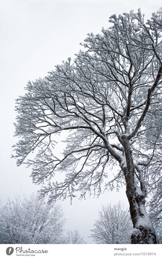 Winterbaum Umwelt Natur Landschaft Klima Klimawandel Wetter Eis Frost Schnee Schneefall Pflanze Baum Sträucher Wald frieren weiß Traurigkeit Sorge Trauer