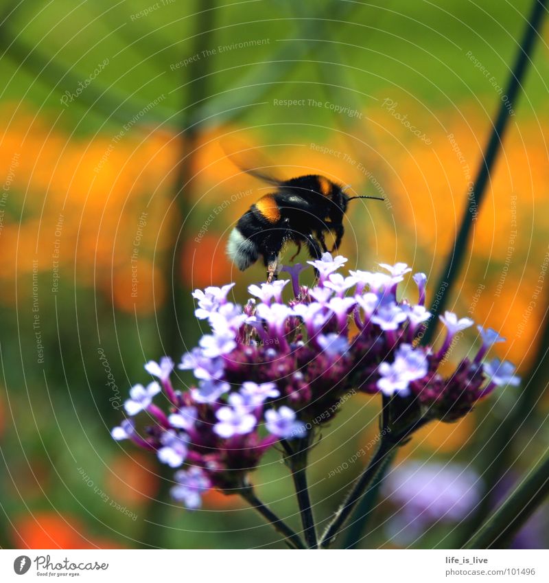 summ_bienchen_summ Sommer Biene Blume flattern Fliederbusch grün Pause stechen Honig Staubfäden Insekt fleißig Leben oder doch hornisse? summ-summ fliegen