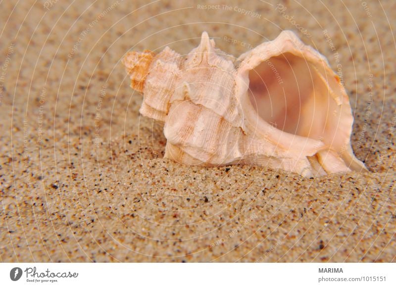 Shell in the fine sand Natur Tier Sand Muschel braun weiß beige brown shell mussel Bivalvia Sandkorn grain of sand animal white Nahaufnahme