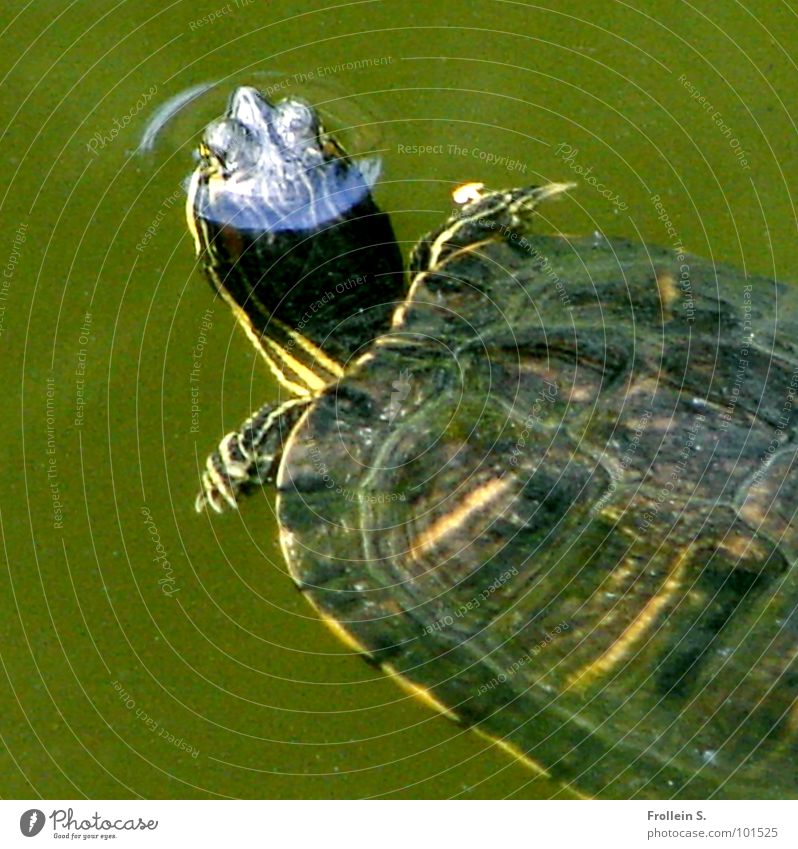 Tümpeltier grün Schildkröte Luftblase Wohlgefühl atmen schön Wasser gepanzert Paddelflossen Strukturen & Formen
