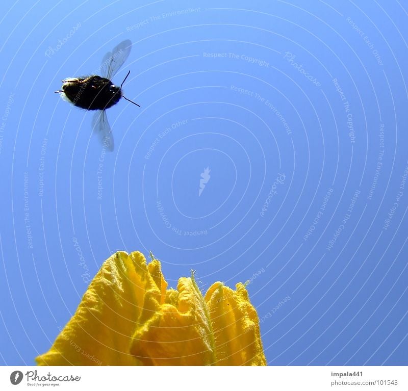 hummel im anflug Hummel Blüte Blume Honig Staubfäden Sommer gelb Insekt fliegend Biene Fühler Nektar blau Segel Himmel Flügel Luftverkehr