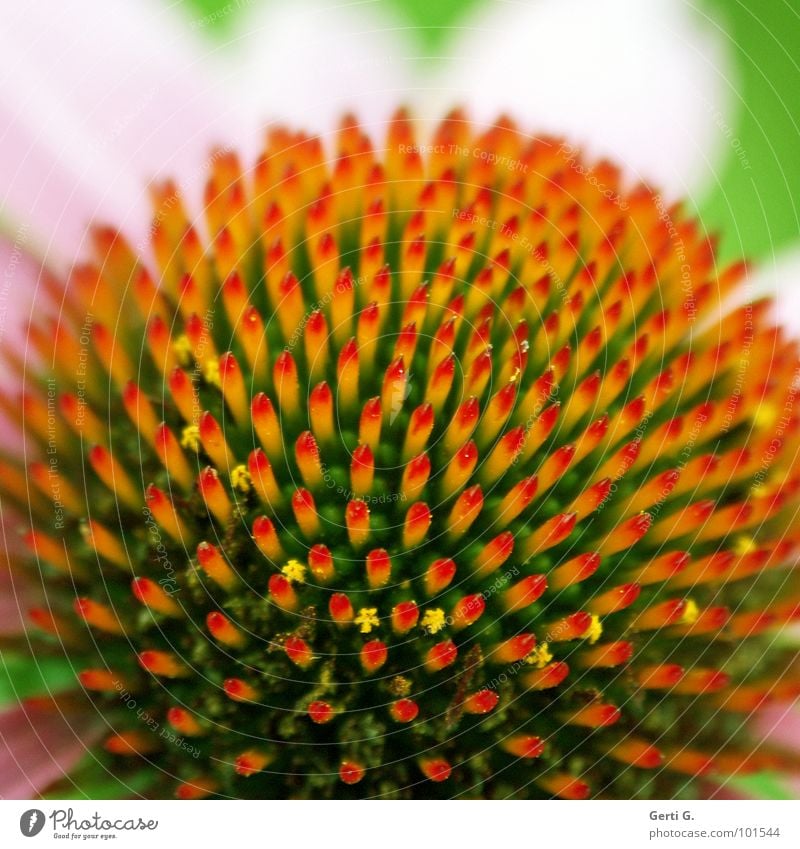 s p i k y Blume Blüte Pflanze rot gelb grün rosa mehrfarbig stachelig stechen rund Symmetrie Blütenblatt zierlich winzig zart Pollen Roter Sonnenhut Wagenräder