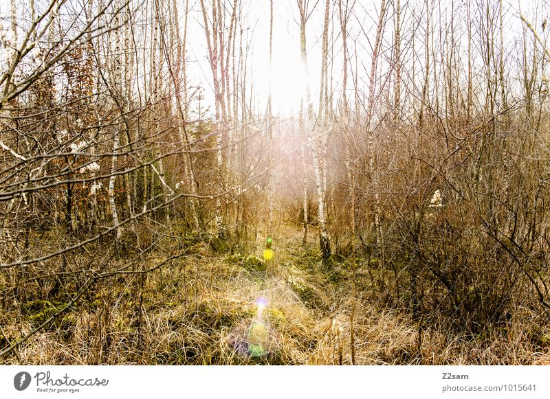 2200 Zauberwald Umwelt Natur Landschaft Sonne Sonnenlicht Frühling Schönes Wetter Baum Sträucher Wald nachhaltig natürlich Erholung Gefühle Idylle Perspektive