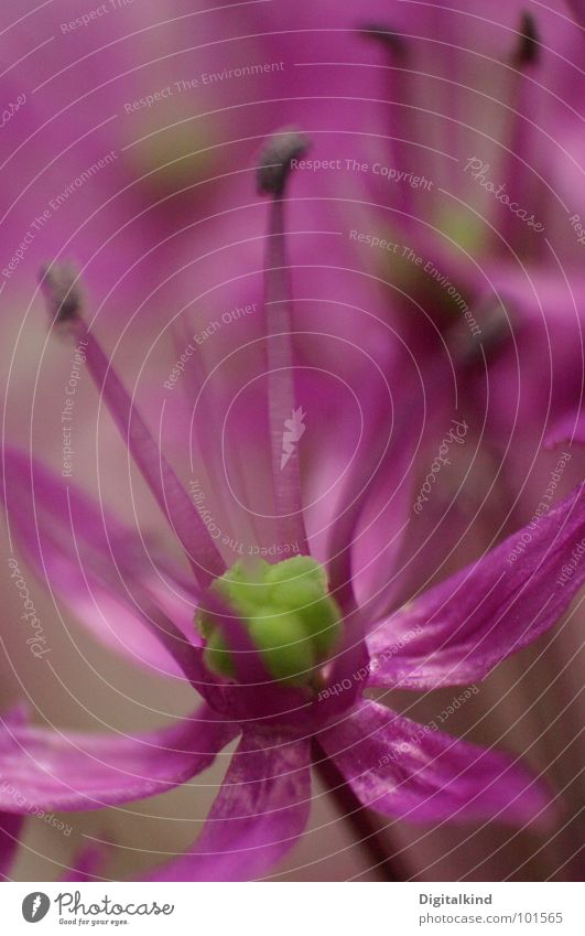Lauch! Zierlauch!! (3) violett blassblau Stengel grün Pflanze Lebewesen Blüte harmonisch rund Dekoration & Verzierung schön Blume Wachstum Innenaufnahme